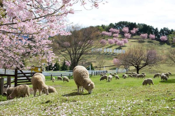 【富山県内発】 春の伊香保温泉と草津温泉 3日間3